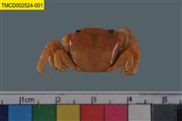 藏品(絨毛折顎蟹)的圖片